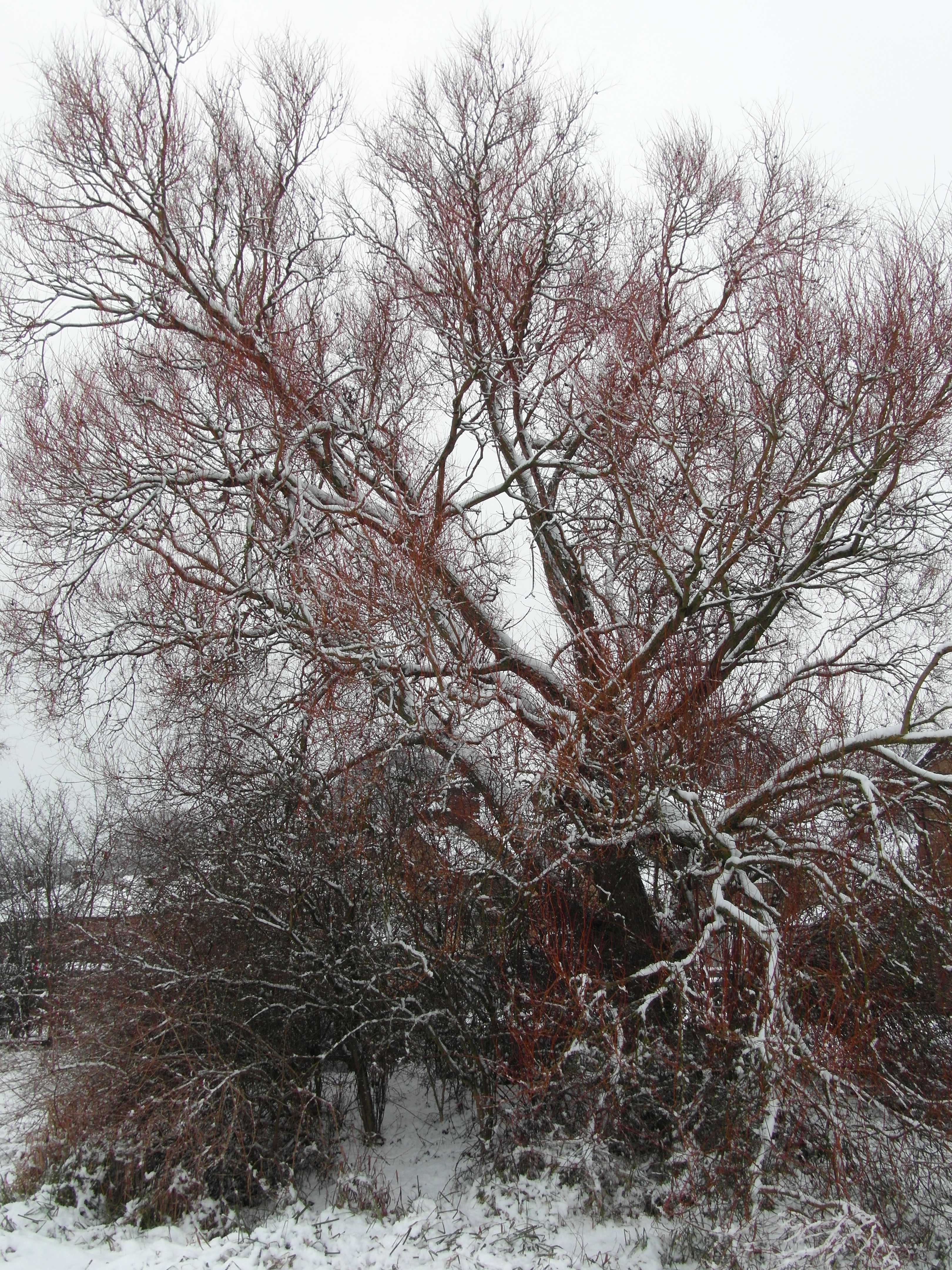 Photos – Nature | Harrcross